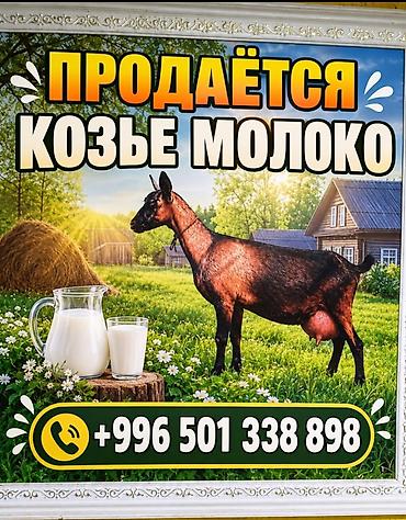 ослиное молоко цена за литр: Козье молоко, Домашнее, В розницу — 1