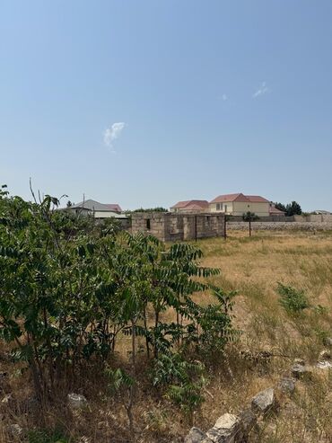 mehemmedide torpaq: 12 sot, Kupça (Çıxarış)