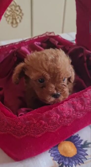 İtlər: Pudel, 3 ay, Erkek, Peyvəndli, Ünvandan götürmə — 4