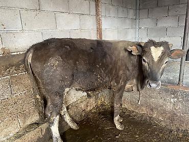 Коровы, быки: Продаю | Бык (самец) | На откорм — 5