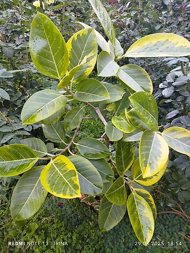 Хойи: Детки сортовой хойи, цены уточнять — 11