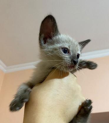 Отдам даром кошку: 1 месяц, Мальчик at lalafo.kg — 2 Отдам даром кошку: 1 месяц, Мальчик — 2