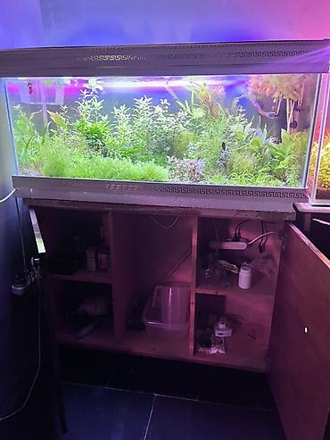 yerli qaz balası: Dördbucaq akvarium, Balıqlarla birlikdə, 211 l, Ödənişli çatdırılma — 4
