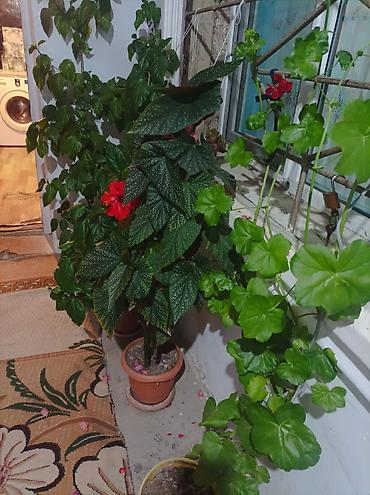 роза гул: Qırmızı hibiskus (Çin qızılgülü) – dekorativ otaq/eyvan bitkisi - — 4