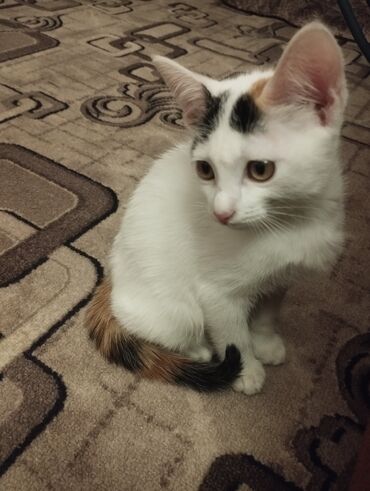 где можно купить кошку: Кошка даром: Беспородная, 2 месяца, Девочка at lalafo.kg где можно купить кошку: Кошка даром: Беспородная, 2 месяца, Девочка