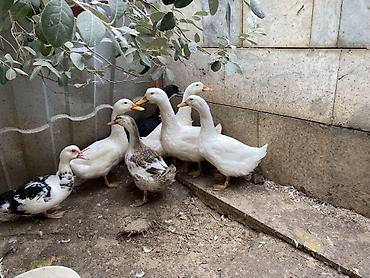 alabay satisi: 1 Dişi lal ölrdək 1yaş 4 ağ ördək 6aylıq pekin 1 yaşıl baş 6aylıq — 2