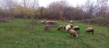 Qoyunlar, qoçlar: Dişi, Romanov, Qala, il: 1, 1 kq, Damazlıq, Südlük, Rayonlara çatdırılma, Ünvandan götürmə, Pulsuz çatdırılma — 6