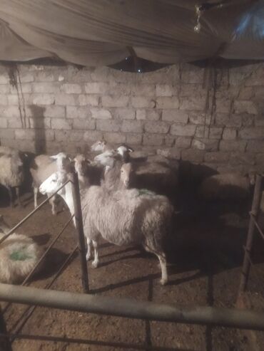 Qoyunlar, qoçlar: Qoyun sürüsü satılır - Növ: yerli qarışıq (ağ və qəhvəyi rəngli, uzun — 6