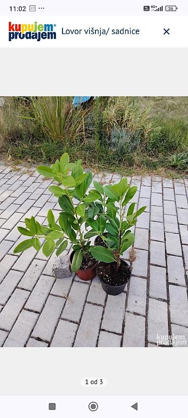 Semena i sadnice: Lovor višnja – sadnice u saksiji - Zimzelene sadnice Prunus — 1