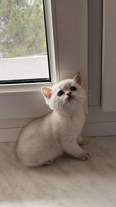 Pişiklər: Şotland — 6