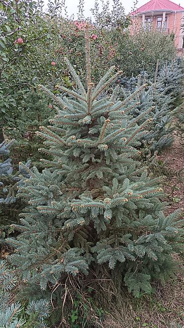 Digər bitkilər: Original Kremlovski yolkalar satılır 🌲 Ruslan_Dekorativ_Bitkilər🌲 — 15
