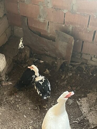 yerli cins inekler: Salam aleykum 1 ədəd cins erkəy 2 eded yerli ördey qara bunların