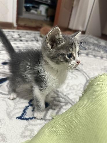 рысь кошка: Котёнок, серо-белый тигровый окрас - Пол: девочка - Возраст: выглядит — 3