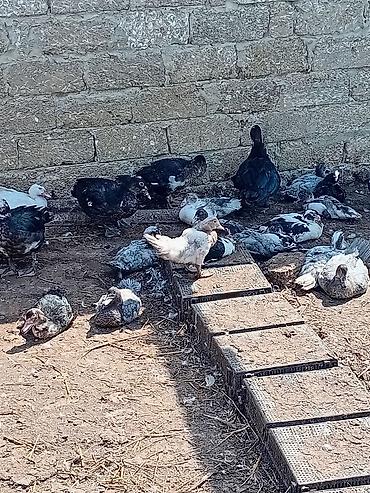 Kənd təsərrüfatı quşları: Satılır: ördək sürüsü - Növlər: Pekin və Moskovi (indi-körkəm) — 1