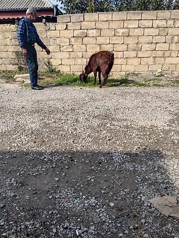 keci seki: Erkək, Hələb, il: 2, Damazlıq, Ödənişli çatdırılma — 2
