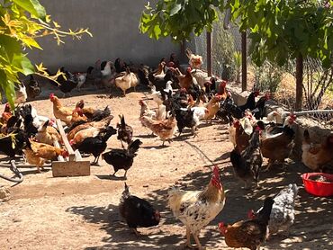 toyuq satişi: Satılır.Çoxsaylı toyuqlar satışdadır. Bunlar müxtəlif rənglərdə və