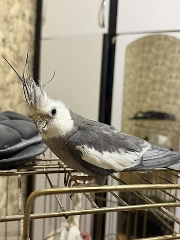 feniks quşu: Nimfa (cockatiel) – boz-ağ rəngli, qalxan daraqlı gözəl ev quşu — 1
