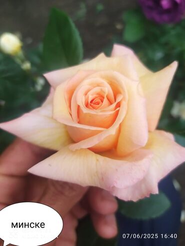 Şitillər: Məhsul: Bağ bitkiləri və meyvə fidanları seçimi - Hibiskus (Rose of — 64