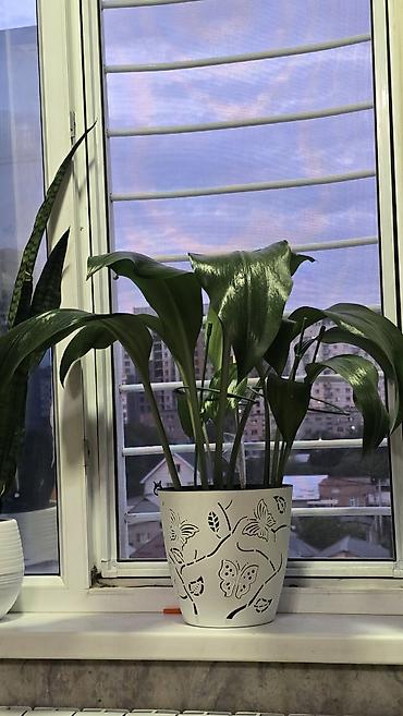 тещя: Домашние комнатные растения в горшках: 1) Сансевиерия (Sansevieria — 1