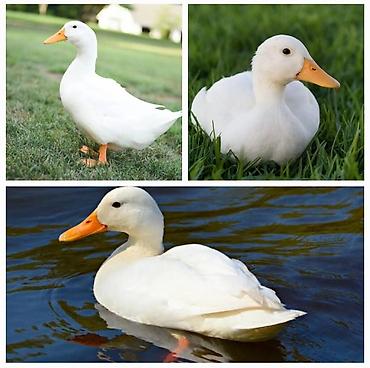 esek: Ağ rəngli Pekin ördəkləri - Cins: Pekin (ət və yumurta istiqamətli — 1