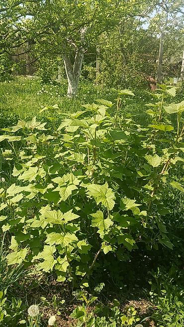 Продажа коттеджей и домов: Продается два участка. в одном есть времянка небольшая с погребом — 3