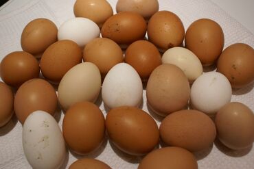домашние птицы: Домашние яйца хорошие Константиновка аламединский район