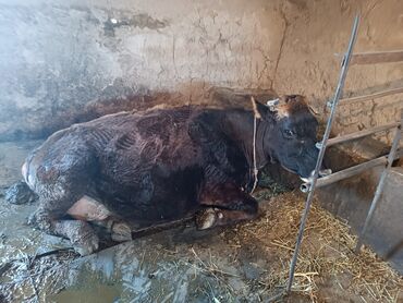 животные корова: Продаю | Корова (самка) | Алатауская | Для молока