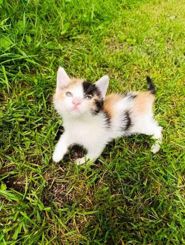 кошка с разными глазами: Кошка даром: Беспородная, 1 месяц, Девочка, Приучена к лотку