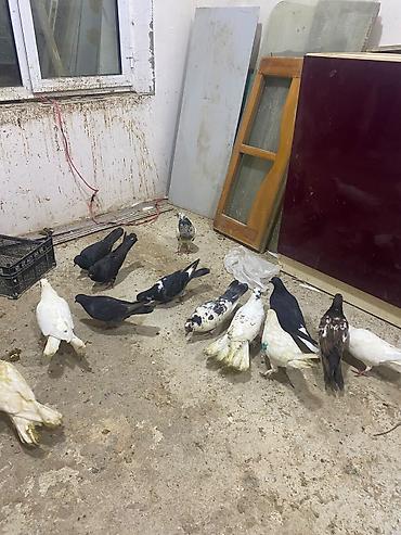 quş satisi: Tergidme heyvalar 12 eded tecli satlr icinde balada var ucan qusda var — 2