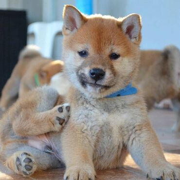 cupavi psi: Shiba inu štenci Odgajivačnica "Kami's little fellows "