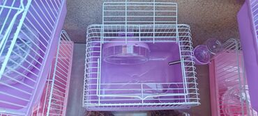 Gəmiricilər: 2cunqarik 1qəfəs üstündə vitaminli yem,quru yonca,apilka hədiyyə cəmi -da lalafo.az — 12 Gəmiricilər: 2cunqarik 1qəfəs üstündə vitaminli yem,quru yonca,apilka hədiyyə cəmi — 12