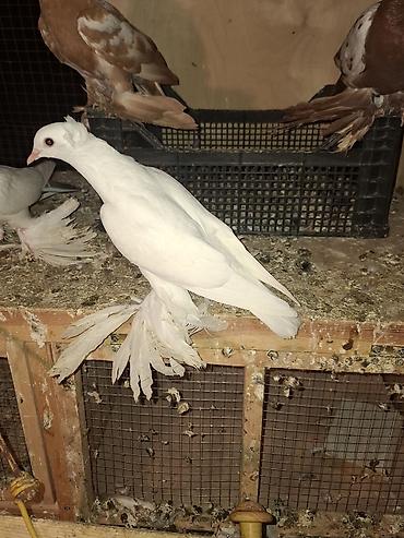 heleb kecisi satilir: Kom wekilde 15den tek tek 20 ye 30 a — 7