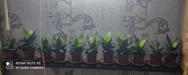 Другие комнатные растения: Хлорофитумы. распродажа Хлорофитум - можно по праву назвать — 13