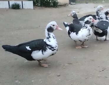 Gəmiricilər: Erkək, | Lal ördək, Damazlıq, Ünvandan götürmə