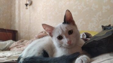2694 объявлений: Отдаю в хорошие ручки, самого ласкового и прыткого крысолова. Возраст