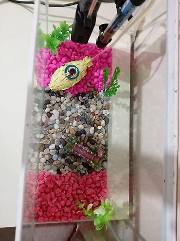 akvarium az: Akvaryum dəsti Sınıqı çatı yoxdu əla vəziyyətdədir hərşeyi var — 4