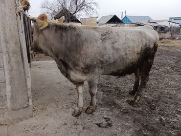 Коровы, быки: Продаю | Корова (самка) | Для молока | После отела — 17