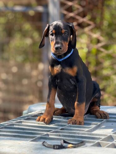 Psi: Prodaju se prelepi štenci dobermana, rodjeni 02.07.2025. Štenci su — 5