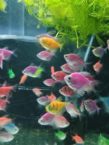 heyvan satilir: Glofish, Sülhsevər — 3