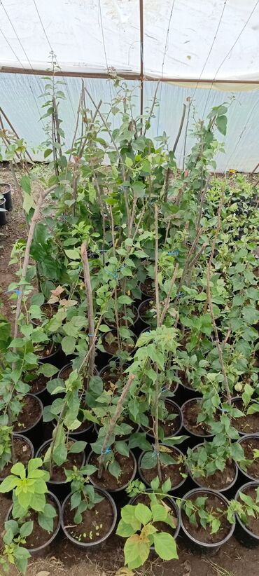 Otaq bitkiləri: Satışda dekorativ saksı bitkiləri – bağ və interyer üçün. - Euphorbia — 6