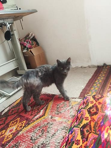 кандек собака: Мышык бекер берилет: Породасыз, 1 жаш, Ургаачы, Лотокко барууга үйрөтүлгөн — 2