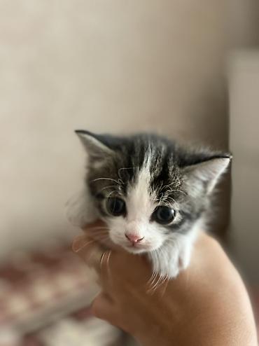 Котята домашние, короткошёрстные, из одного помёта. Окрас: -