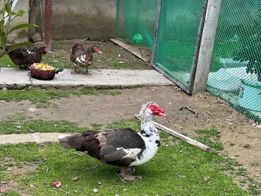 border collie qiymeti: Krasnodar ordeyi qiymet cutune aiddir