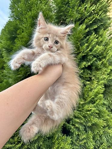 Пушистый котёнок с длинными кисточками на ушках и пышным хвостом
