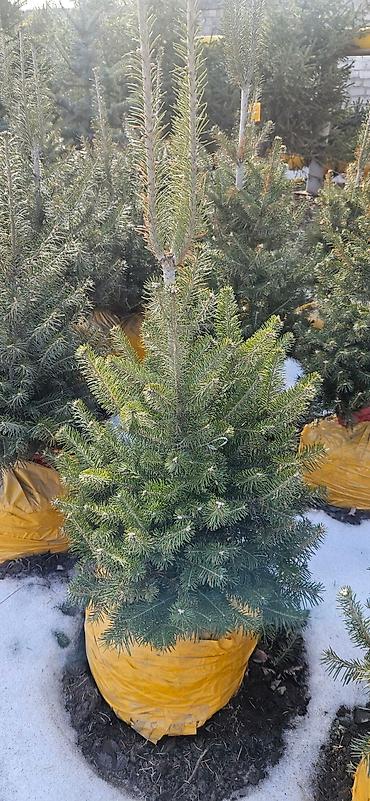 Искусственные ёлки: Ёлка,сосна,голубые ели,пихта,берёза — 16