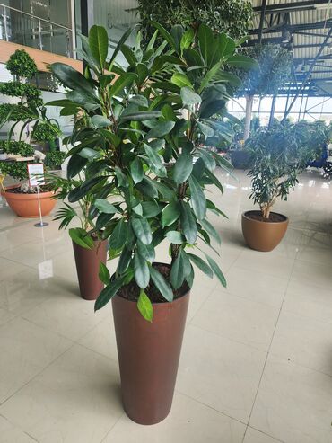 Otaq bitkiləri: Bitgi və dibçəklər — 10