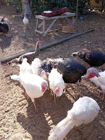 Hinduşka: Erkək, Damazlıq, Ünvandan götürmə — 15