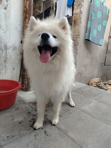 İtlər: Samoyed, 1 il, Erkek, Sənədli, Pulsuz çatdırılma lalafo.az -da İtlər: Samoyed, 1 il, Erkek, Sənədli, Pulsuz çatdırılma