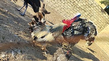 yırtıcı quş: Xoruz satılır. Çox aktiv xoruzdu. 2 yaşı var. Qiyməti 20 AZN. Toyuqla — 2