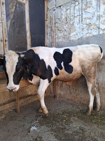 Inəklər, öküzlər: Süd inəyi – qara-ağ rəngli, iri cüssəli, buynuzlu. Şəkillərdə -da lalafo.az — 12 Inəklər, öküzlər: Süd inəyi – qara-ağ rəngli, iri cüssəli, buynuzlu. Şəkillərdə — 12